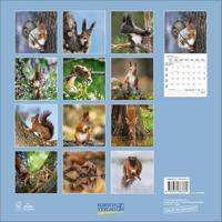 Eekhoorn Kalender 2026 - thumbnail