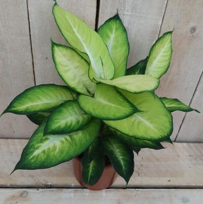 Dieffenbachia 60 cm kamerplant Warentuin Natuurlijk - Warentuin natuurlijk