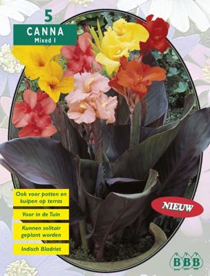 Zomer Bloembollen Canna Gemengd per 3 - Baltus