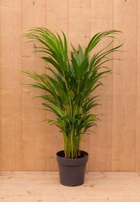 Areca Dypsis Goudpalm H40-60 cm potmaat 12 cm kamerplant Warentuin Natuurlijk - Warentuin natuurlijk