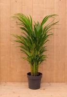 Areca Dypsis Goudpalm H40-60 cm potmaat 12 cm kamerplant Warentuin Natuurlijk - Warentuin natuurlijk - thumbnail