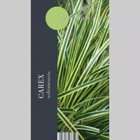 Siergras Carex oshimensis Evercream PBR - Zegge 17cm - thumbnail