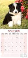 Puppies Kalender 2026 - thumbnail
