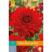 Dahlia Garden wonder - thumbnail