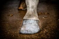 Excellent Horse Hi Gloss Glitter Hoof Polish Silver 150 ml - thumbnail