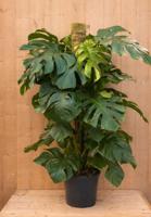 Monstera gatenplant kamerplant met mosstok potmaat 21 cm H60-80 cm Warentuin Natuurlijk - Warentuin natuurlijk - thumbnail