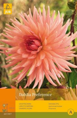 Dahlia preference 1st bloembol zomer Dahlia JUB - Jub