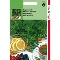 Zaden Pepermunt Hortitops - Hortitops - thumbnail