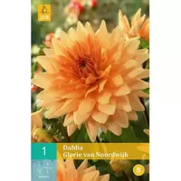 Dahlia glorie van Noordwijk - thumbnail