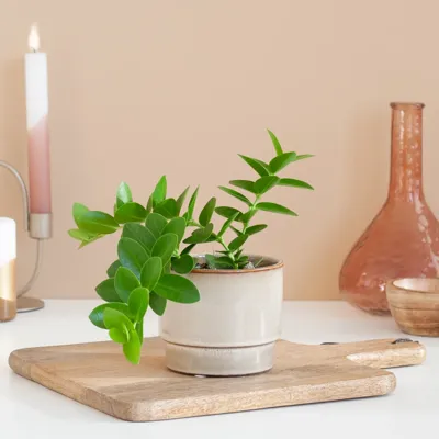 Hoya Cumingiana - P9