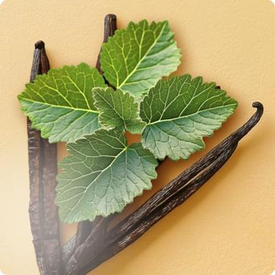 Elie Saab Girl of Now Shine Eau de Parfum 50ml Elie Saab Girl of Now Shine Eau de Parfum 50ml