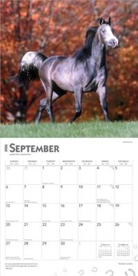 Horse Lovers Kalender 2026
