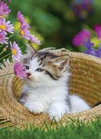 Ravensburger 2in1 Puzzel Poezen 2x500 Stukjes - thumbnail