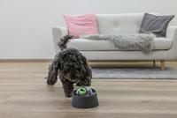 Multifeeder - KERBL - Per cani e gatti - thumbnail