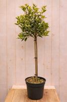 Schijnhulst Osmanthus heterophyllus Goshiki h 110 cm st. h 60 cm Warentuin Natuurlijk - Warentuin natuurlijk - thumbnail