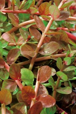 2 stuks! Rotala indica potmaat P11 Rotala Moerings - Moerings 2 stuks! Rotala indica potmaat P11 Rotala Moerings - Moerings