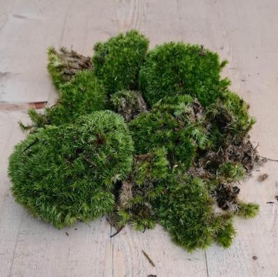 Bolmos in bakje/zakje mos Warentuin Natuurlijk - Warentuin natuurlijk
