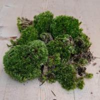 Bolmos in bakje/zakje mos Warentuin Natuurlijk - Warentuin natuurlijk - thumbnail