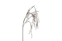 Country Field Kunsttak bruin kunststof h32cm - thumbnail