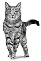 Royal Canin Cat Adult Dry 2kg - thumbnail