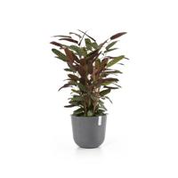 Ecopots Bloempot Oslo Ø35cm - Grijs - thumbnail