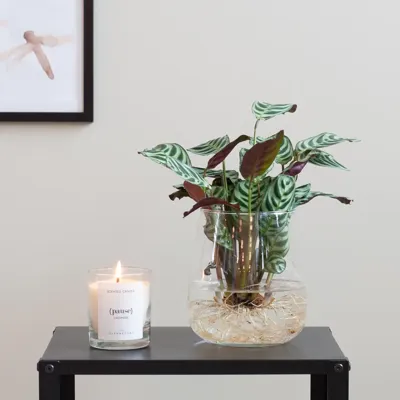 Ctenanthe Burle Marxii in Modena Vaas - DIY