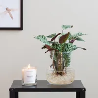 Ctenanthe Burle Marxii in Modena Vaas - DIY - thumbnail