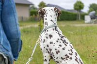 TRIXIE Soft Rope 1984016 Hondenriem, M-L 1,0 m/10 mm, salie, robuuste lange hondenriem van touw met Trigger Snap Hook, voor middelgrote honden, zacht en rond materiaal met polsband - thumbnail