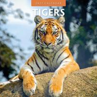 Tijger Kalender 2027 - thumbnail