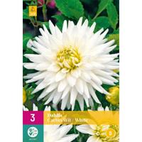 JUB x3 Dahlia Cactus Wit - thumbnail