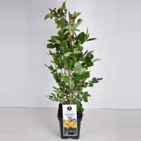 Klimroos (rosa "Golden Gate"®) - C5 - 1 stuks - thumbnail