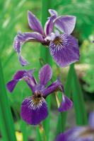 2 stuks! Iris kaempferi potmaat P9 Japanse iris Moerings - Moerings - thumbnail