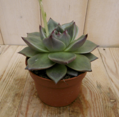 Echerveria Sirius Viridi kamerplant Warentuin Natuurlijk - Warentuin natuurlijk Echerveria Sirius Viridi kamerplant Warentuin Natuurlijk - Warentuin natuurlijk