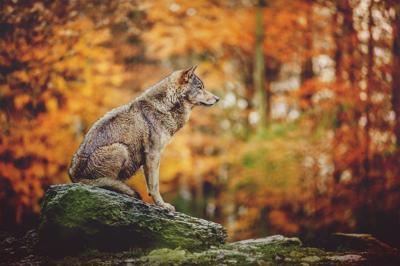 Schilderij - Wolf in het bos, 2 maten, Premium print