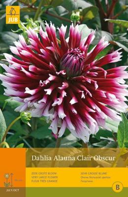 Dahlia alauna clair obscur 1st bloembol zomer Dahlia JUB - Jub