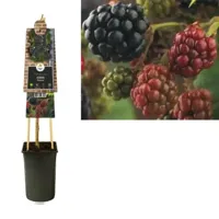 Klimplant Rubus Himalaya - Zwarte Bramen - thumbnail