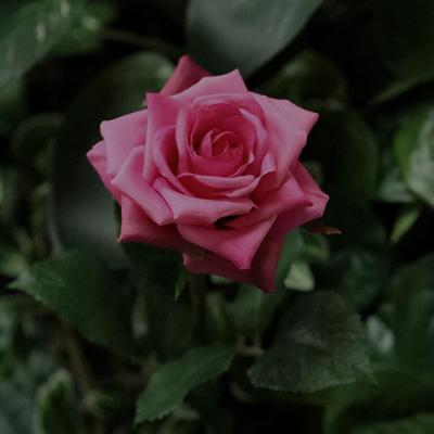 Kunst Rozentak Classic 46cm cerise