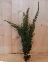 Kerstgroen stekel Warentuin Natuurlijk - Warentuin natuurlijk - thumbnail