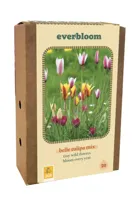 Jub Doos tulipa belle tulipa mix 20st - thumbnail