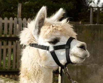 Alpaca halster zwart