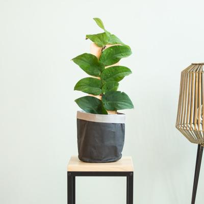 Rhaphidophora Korthalsii - P17