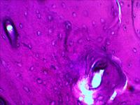 Levenhuk 29277 Microscoop objectdrager Microscoop objectdrager - thumbnail