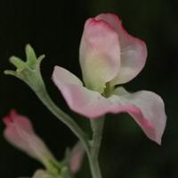Lathyrus Kunsttak 64cm Roze - thumbnail