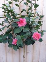Camelia roze op stam 120 cm Warentuin Natuurlijk - Warentuin natuurlijk - thumbnail