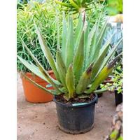 Agave triangularis M kamerplant - thumbnail