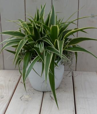Chlorophytum in witte pot 25 cm Warentuin Natuurlijk - Warentuin natuurlijk Chlorophytum in witte pot 25 cm Warentuin Natuurlijk - Warentuin natuurlijk