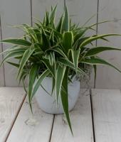 Chlorophytum in witte pot 25 cm Warentuin Natuurlijk - Warentuin natuurlijk - thumbnail