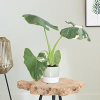 Alocasia Odora Variegata - P12 - thumbnail