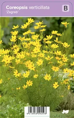 Vips Coreopsis verticillata Zagreb - Meisjesogen