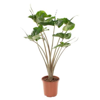 Alocasia Stingray (pijlstaartplant) - P 21 cm Alocasia Stingray (pijlstaartplant) - P 21 cm